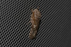 Cryptophasa irrorata