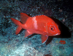 Sargocentron tiere