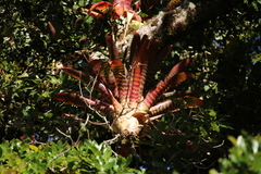 Werauhia