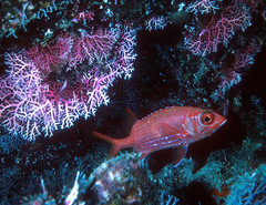 Sargocentron tiere
