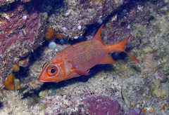 Sargocentron tiere