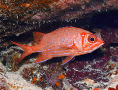 Sargocentron tiere