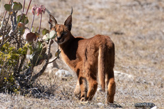 Caracal caracal caracal