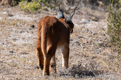 Caracal caracal caracal