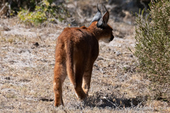 Caracal caracal caracal