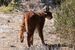 Caracal caracal caracal