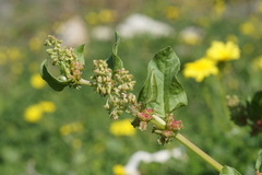Rumex spinosus