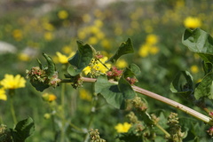 Rumex spinosus