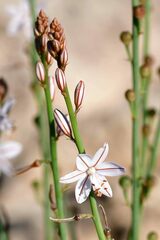 Asphodelus fistulosus