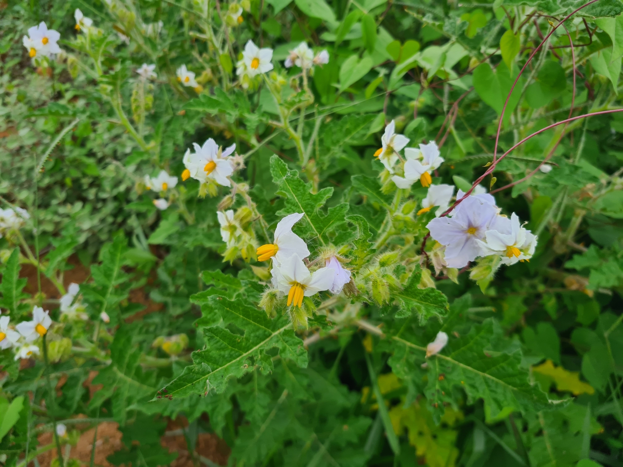 Solanum sisymbriifolium