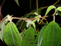 Miconia dentata