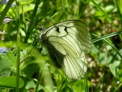 Parnassius mnemosyne