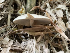 Macrocybe gigantea