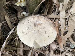 Macrocybe gigantea