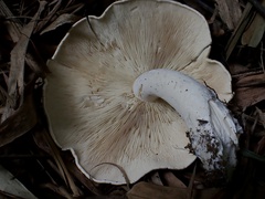 Macrocybe gigantea