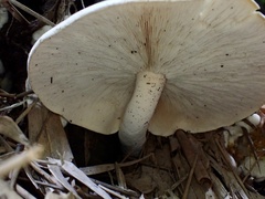 Macrocybe gigantea