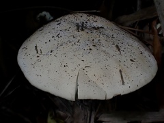 Macrocybe gigantea
