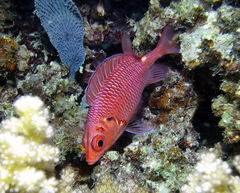 Sargocentron violaceum