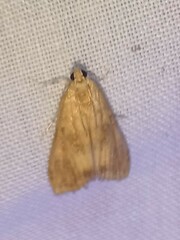 Elophila gyralis