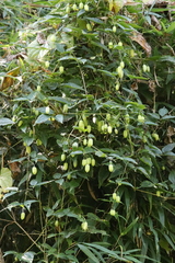 Clematis urophylla