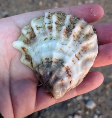 Ostreoidea