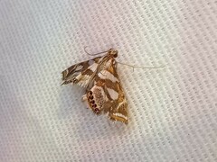 Chrysendeton medicinalis