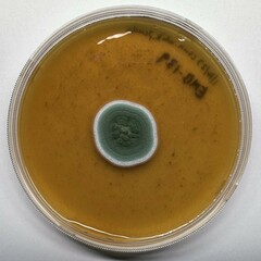 Penicillium albocoremium