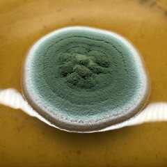 Penicillium albocoremium