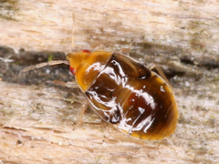 Heteroptera