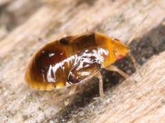 Heteroptera