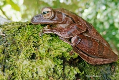 Polypedates iskandari