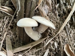 Macrocybe gigantea