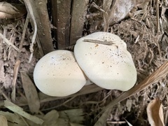 Macrocybe gigantea
