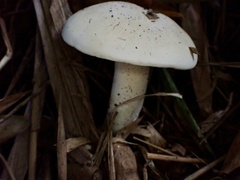 Macrocybe gigantea