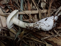 Macrocybe gigantea