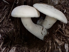 Macrocybe gigantea