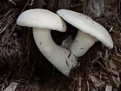 Macrocybe gigantea