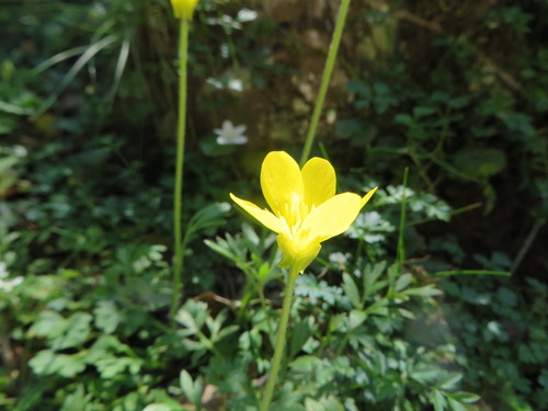 Gracile Buttercup (Ranunculus gracilis)