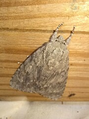 Acronicta americana