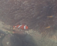 Amphiprion ocellaris