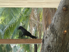Corvus macrorhynchos levaillantii