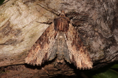 Apamea crenata