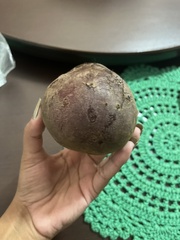 Beta vulgaris vulgaris