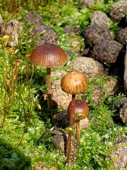 Deconica