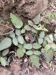 Rubus croceacanthus