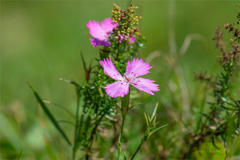 Dianthus caucaseus