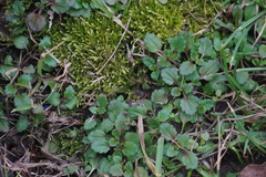 Veronica arvensis