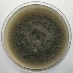 Alternaria alstroemeriae