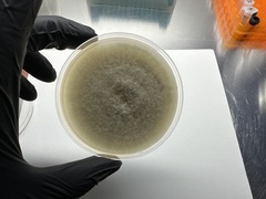 Alternaria alstroemeriae