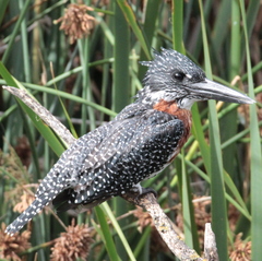 Megaceryle maxima maxima